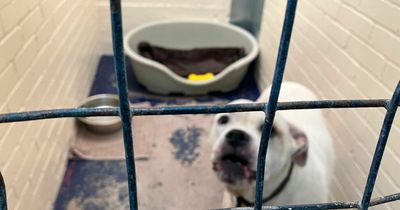 Merseyside kennels at breaking point after 'influx' of stray dogs