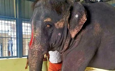 Let Assam team inspect ‘abused’ elephant, Gauhati HC tells Tamil Nadu govt.
