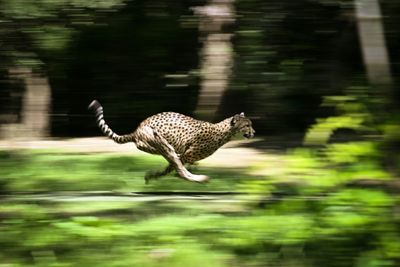 Namibian cheetahs head for India, 70 years after local extinction