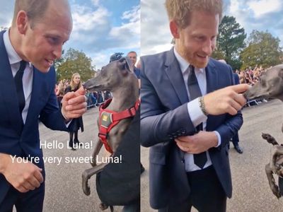 William and Harry are compared to their mother after petting the same dog in viral clip: ‘Like Diana’