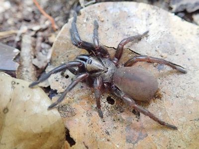 Spider project aiming to find 100 species