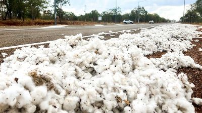 Snow in the NT? That's cotton littering the Stuart Highway near Katherine and locals aren't happy