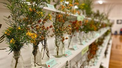 Iconic Ravensthorpe Wildflower Show celebrates 40 years of showcasing unique flora