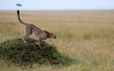 Cheetah: Faster than most cars but low on stamina, struggles to protect its kill