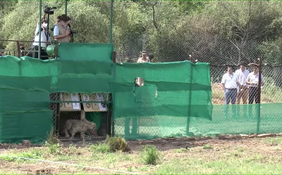 Cheetahs from Namibia get a new home in India