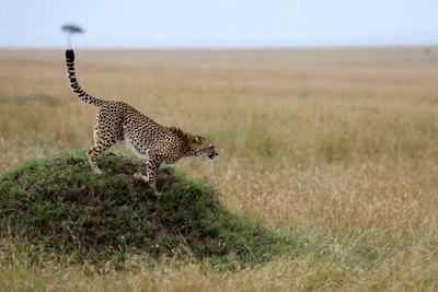 India welcomes back first cheetahs in 70 years