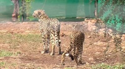 Madhya Pradesh: Modi releases 8 cheetahs in Kuno National Park