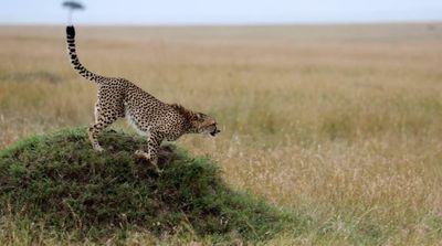 Cheetahs Make a Comeback in India after 70 Years
