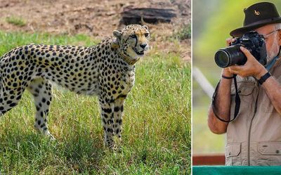 No serious efforts made for decades to reintroduce cheetahs in India: PM Modi targets previous government