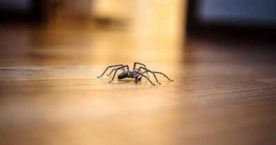 The 30p spider repellent that will banish bugs from your home this autumn