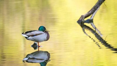 American Hunters Cry Fowl Over Canada Border Ban