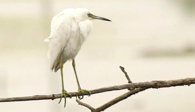 Chicago outdoors: Little blue heron, Illinois swamp rabbits, St. Louis canyon, Wisconsin fall color