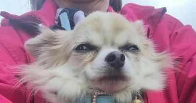 Devastated chihuahua owner shares moment pup 'slipped from hands' into jaws of killer dogs
