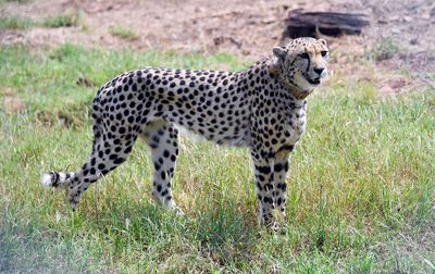 India welcomes back cheetahs, 70 years after local extinction