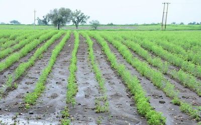 Dry parts of north Karnataka reel under excess, erratic rain