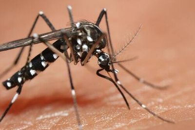 3 huge reasons why mosquitos want to eat you