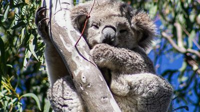 Landholders step up to secure 'stronghold' koala population in the NSW high country