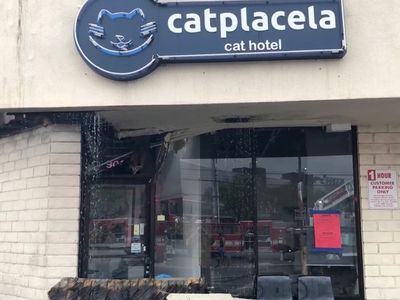 Seventeen cats killed at Los Angeles pet hotel after blaze tears through strip mall