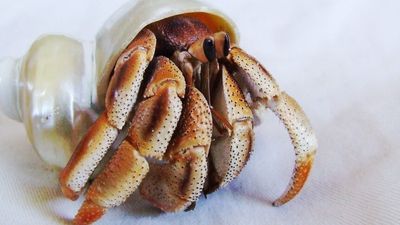 Why crustaceans keep evolving to look like crabs, and how to tell 'true' crabs from 'false' ones