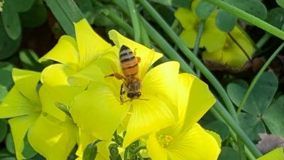 Bee populations facing multiple challenges as Varroa mite and La Niña make for difficult spring