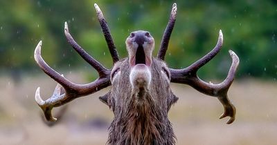 When is deer rutting season in Scotland and where can you see the stags?