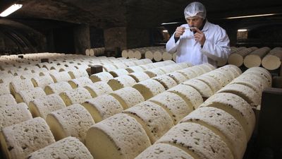 Sheep farmers break the mould as French lose their taste for Roquefort cheese