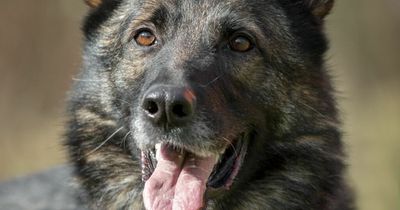 Stray German shepherd found wandering the streets has been homeless for over a year