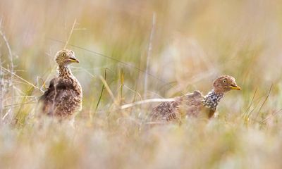 Tiny solar backpacks could help save the plains wanderer – one of Australia’s most endangered birds