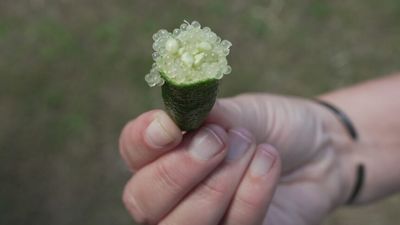 Australian native finger limes being grown in greater quantities overseas, challenging fruit's national identity