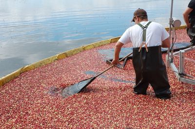 Droughts endanger cranberry harvest