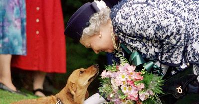 History of dogs at royal funerals and will Queen's pet corgis attend