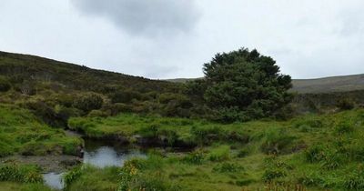 World's loneliest tree standing alone on tiny island could help climate crisis