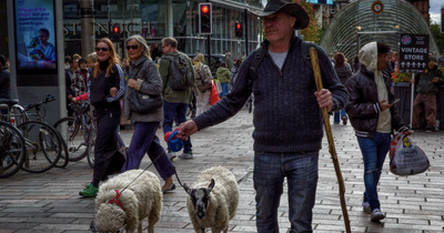 Glasgow shoppers stunned as sheep walk up Buchannan Street on a leash