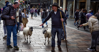 Glasgow shoppers stunned after man spotted walking sheep down busy city centre street