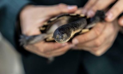 Teaching with turtles: the NSW program turning school students into conservationists