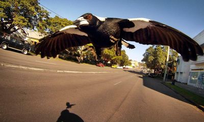 ‘It was terrifying’: swooping magpies alarm world road championship cyclists