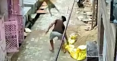 Horrific moment monkey attacked man and took him down after he hurled rocks as his pals