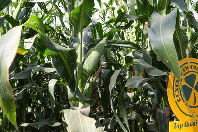 6 ways to avoid a staple food shortage