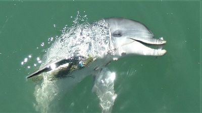 Dolphin frolicking inside swimming enclosure at Ramsgate Beach leaves after netting is removed