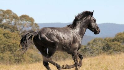 Shooting of wild horses at Kosciuszko National Park halts amid review into management plan