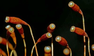 Country diary: A hand lens reveals mosses’ micro-engineering