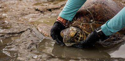 Dugongs and turtles are starving to death in Queensland seas – and La Niña's floods are to blame