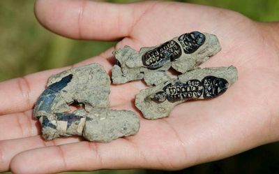 A fossil baby helped scientists explain how mammals thrived after the dinosaur extinction