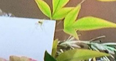 Royal fans gobsmacked after spotting SPIDER running across flowers on Queen's coffin