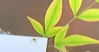 Royal fans startled as spider scurries across flowers on Queen's coffin at funeral