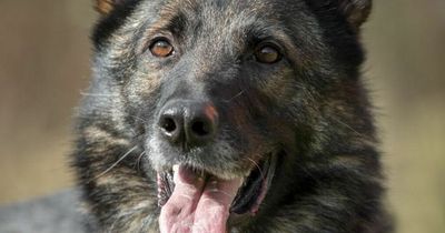 'Timid' German shepherd waiting for forever home after being found on the streets by dog charity