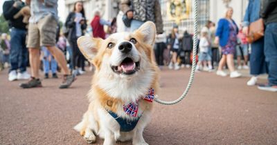 Corgi owners say pets 'acting differently' mourning the Queen's death