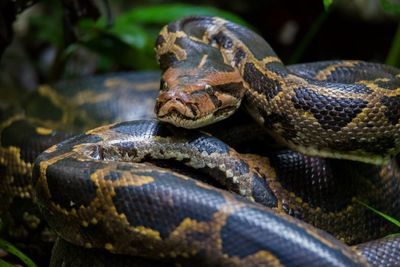 Science: Check out how Burmese Pythons eat such big prey