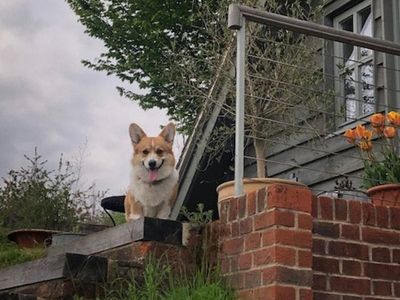 Woman astonished to discover her pet dog is the brother of Queen’s corgi