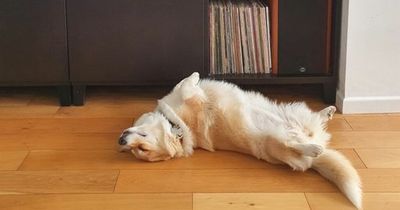 Corgi owner shares snap of 'emotional' pet watching the Queen's funeral